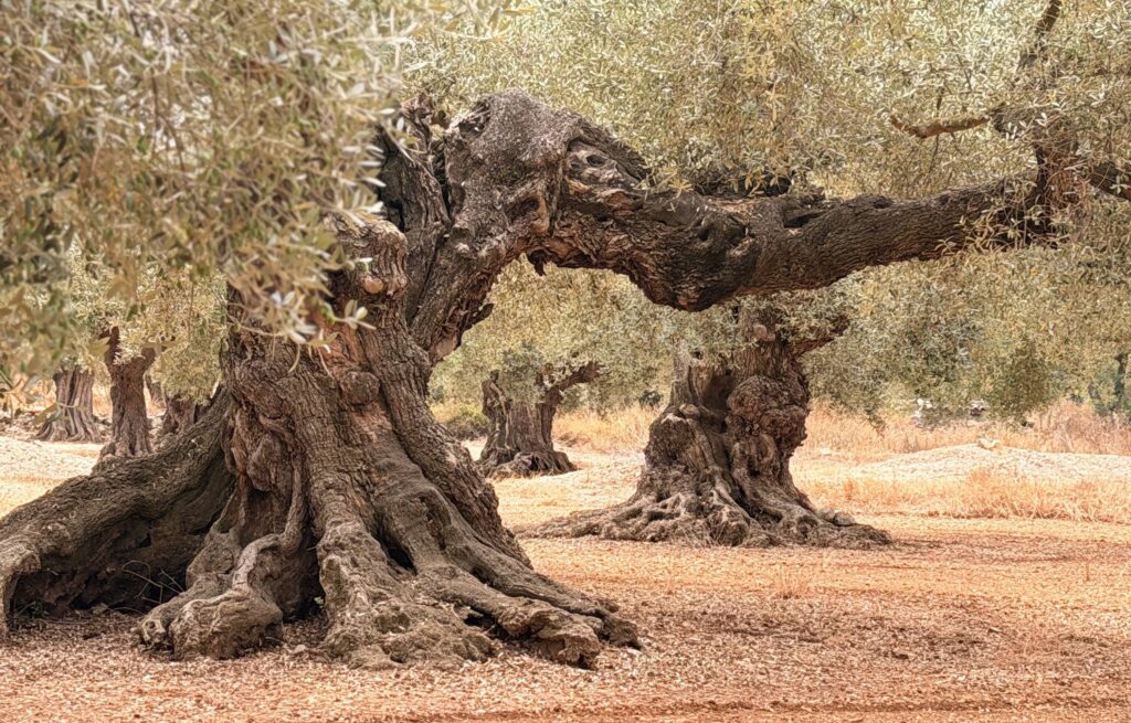 Olivo Castellón